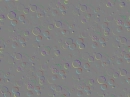 Bubbli