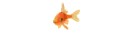 Goldfish