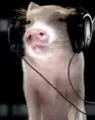 DJ Piggy