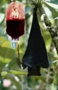 Vampire