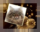 Sweety