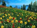 Tulip