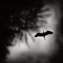 Bird in the sky