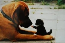 Kitten vs dog