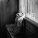 Hamster