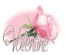 Valetine-pink rose