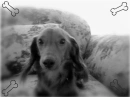 my pup ver