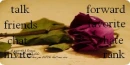 rose 