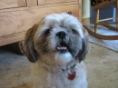 Cute dog