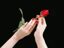 rose