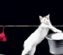 Cat doing human things