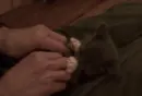 Cutest kitten ever