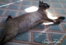 my caaat