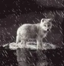 In the rain