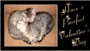 have a purrrfect valentines day!!