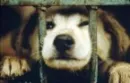 animals getting abused