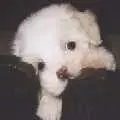 Dog needs help