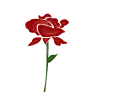 Glitter Rose