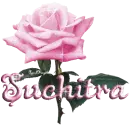 pink rose suchitra