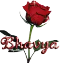 red rose bhavya