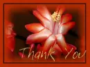 Thank
