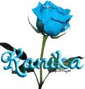 blue rose kanika