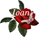 Butterfly Red Rose - Joan