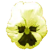 pansy