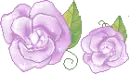 purple roses