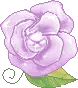 purple rose