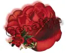 Red Rose -- Genalyn 
