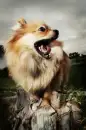 pomeranian