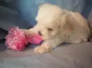 Love puppy