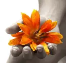 orange flower in black & white pic