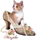 Cat in Lady Shoe - Maythe