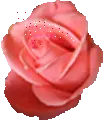pink rose