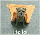 hello dog