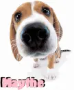 Puppy - Maythe