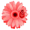 RED Bug