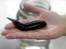 Leech