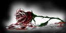 Blood