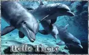 hello there dolphins