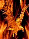 fire bird