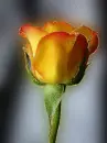 orange yellow rose