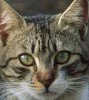 cat-face