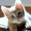 tiny