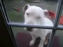 dog looking happy