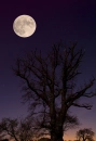 spooky moon