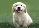 cute puppy 