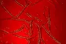 Glitter red backgrounds